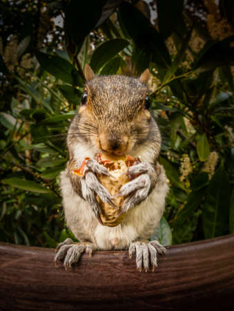 Close up of a grey squirrel sitting on a bench and eating nutの写真素材