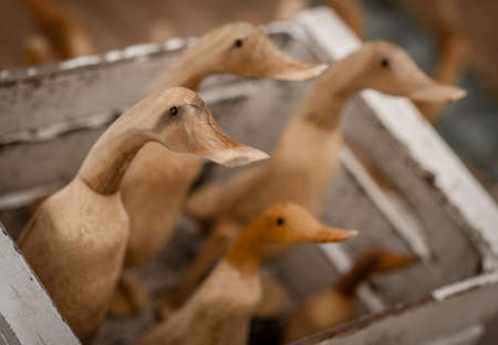 Wooden ducks for sale on a Brighton promenadeの写真素材