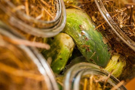 Cucumbers ready to be turned into pickles の写真素材