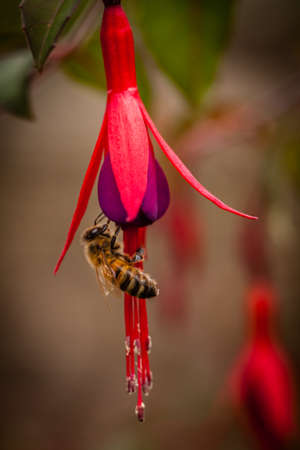 Macro shot of a bee collecting pollen on a fushia riccartonii flowerの写真素材