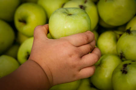 Little girl picking up freshly collected pearmain apple from the basketの写真素材