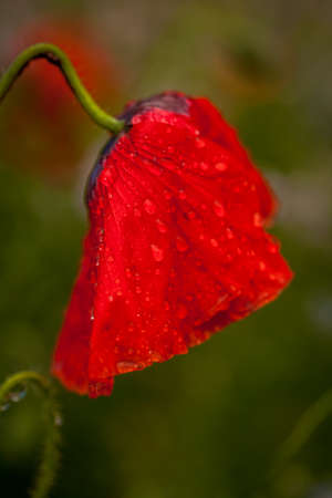 Wet poppy flower top after the rainの写真素材