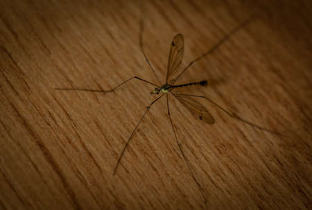 Giant mosquito found on the floor at homeの写真素材