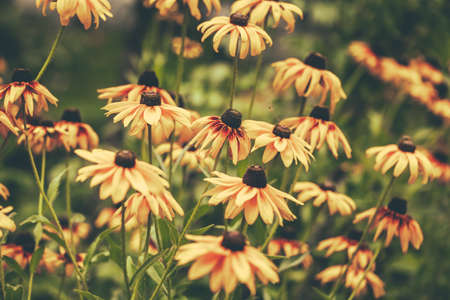 Bunch of echinacea flowers growing in the home garden in summerの写真素材