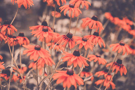 Bunch of echinacea flowers growing in the home garden in summerの写真素材
