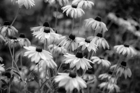 Bunch of echinacea flowers growing in the home garden in summerの写真素材