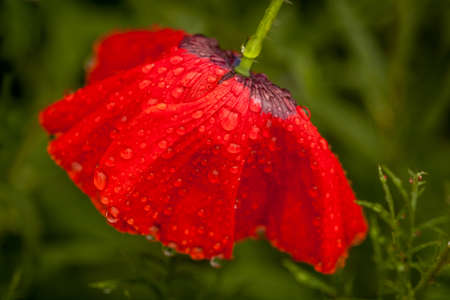 Wet poppy flower top after the rainの写真素材