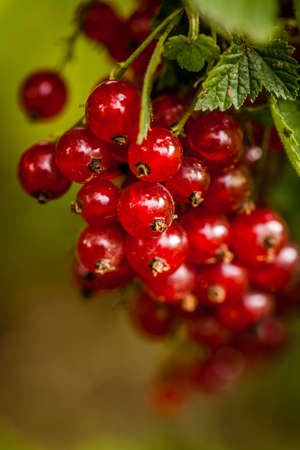 Bunch of organic redcurrant growing in the gardenの写真素材