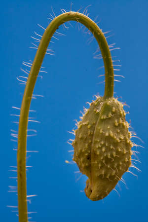 Small closed poppy flower over blue backgroundの写真素材
