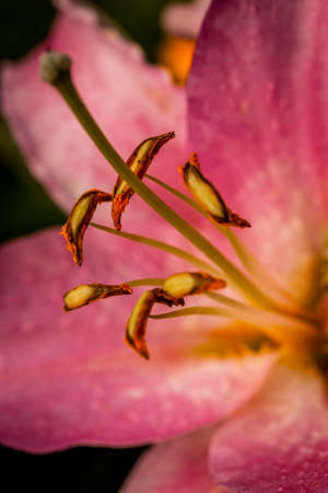 Close up shot of a pink hibiscus flower growing in the gardenの写真素材
