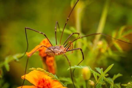 Giant garden spider with very thin legs walking over a flowerの写真素材