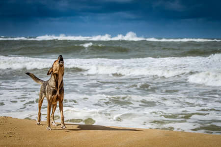 Dog standing on the shore and barking loudly