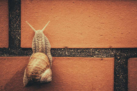 Land snail climbing up the brick wall