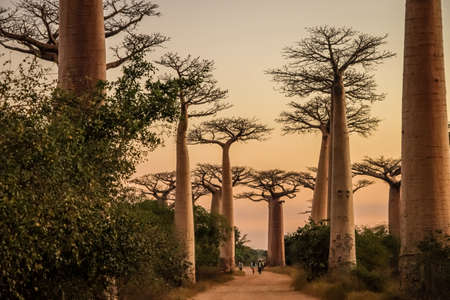 Sunset in famous Avenida de Baobab near Morondava in Madagascarの写真素材