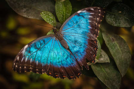 Peleides blue morpho butterfly also known as Morpho peleidesの写真素材