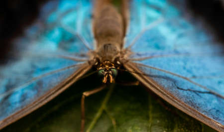 Peleides blue morpho butterfly also known as Morpho peleidesの写真素材