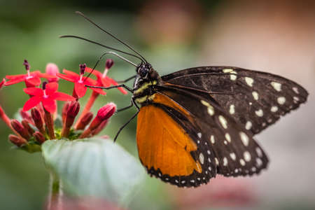 Monarch butterfly also known as danaus plexippus