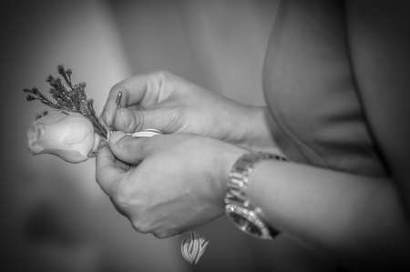 White rose in the bridesmaid hand before the wedding ceremonyの写真素材
