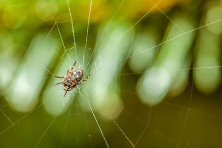 Small garden spider in the middle of his web