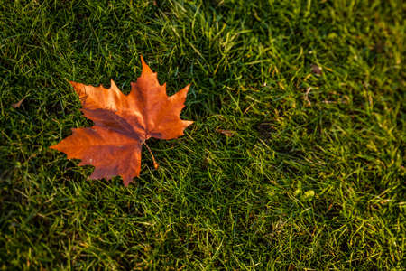 Single fallen maple leaf on the lawn in autumnの写真素材