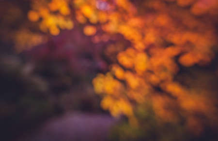 Diffused autumn colors of a orange and golden leaves at sunsetの写真素材