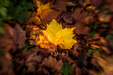 Single fallen maple leaf on the lawn in autumnの写真素材