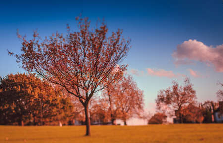 Red leaves on trees on an autumn day in one of London Parksの写真素材