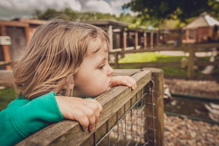 Little girl looking beyond the fence to see animals on the farmの写真素材