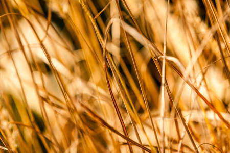Closeup of golden grass in autumn lightの写真素材