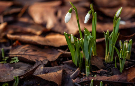 Snowdrops ( Galanthus nivalis ) - an early flowering bulbous plant, having a white pendent flowerの写真素材