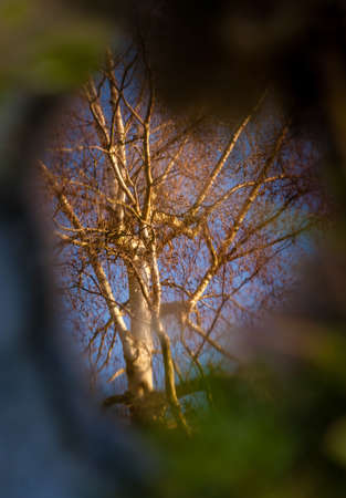 Tree in the small pond in autumn in the Rookery in Streatham Common Park in London, UK