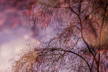 Tree in the small pond in autumn in the Rookery in Streatham Common Park in London, UKの写真素材
