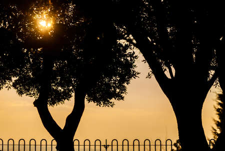 Silhouette of the park trees at sunsetの写真素材