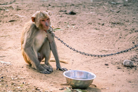 Small monkey chained to the pole in Rajasthan in Indiaの写真素材