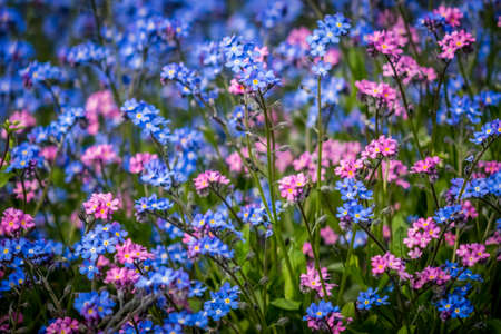 Blue and purple forget-me-nots flowers in springの写真素材