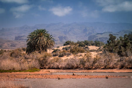 Palmtree and mountains of Gran Canaria as seen from  Maspalomasの写真素材