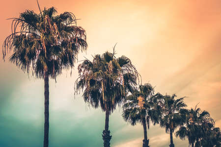 Tropical palmtrees with the colorful sky in the backgroundの写真素材