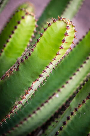 Cactus photographed in Gran Canaria Canary Islands Spain