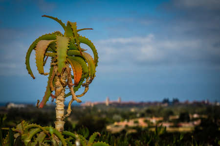 Single cactus growing on the hill with Maspalomas panorama in the background Gran Canaria Canary Islands Spainの写真素材