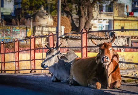 Two holy cows sitting on a bridge in Udaipur  Rajasthan India