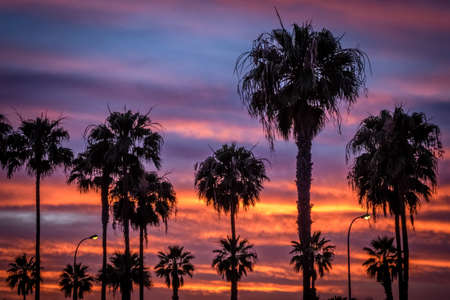 Dramatic sunset over palmtrees in gran Canariaの写真素材