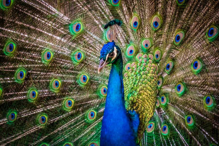Beautiful peacock presenting his colourful tail wide openの写真素材
