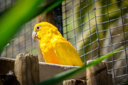 Yellow parrot sitting in cage in a zoo in Gran Canariaの写真素材