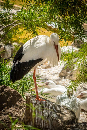 Single stork in a zoo in the Palmitos park in Gran Canaria
