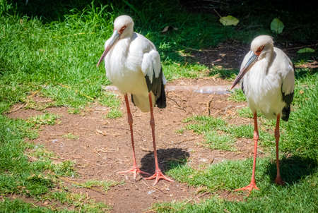 Two storks photographed in the Palmitos park in Gran Canariaの写真素材