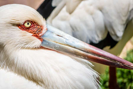 Stork close up photographed in the Palmitos park in Gran Canariaの写真素材