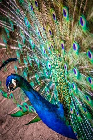 Beautiful peacock presenting his colourful tail wide openの写真素材