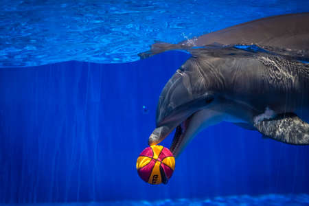 Dolphin with a ball he caught during show in seaworld parkの写真素材