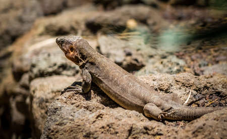 Small lizard sitting on a rock Gran Canaria Spainの写真素材