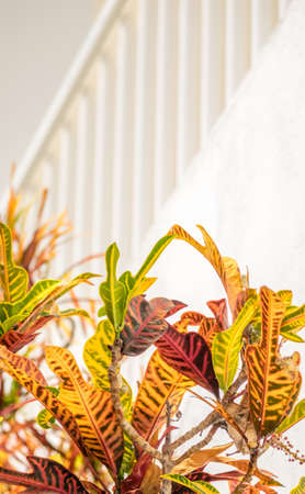 Colorful flowers at the bottom of stairs in one of homes of Puerto de Mogan a small fishing port in Gran Canaria Canary Islands Spainの写真素材